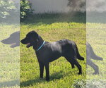 Small #2 Labrador Retriever