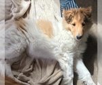 Small Photo #5 Collie Puppy For Sale in CHISAGO CITY, MN, USA
