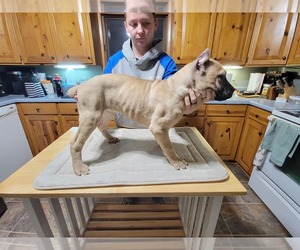 Cane Corso Puppy for sale in STURGEON LAKE, MN, USA