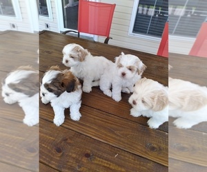 Shih-Poo Puppy for sale in MARION, IL, USA