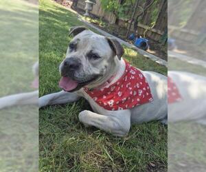 Mutt Dogs for adoption in Bakersfield, CA, USA