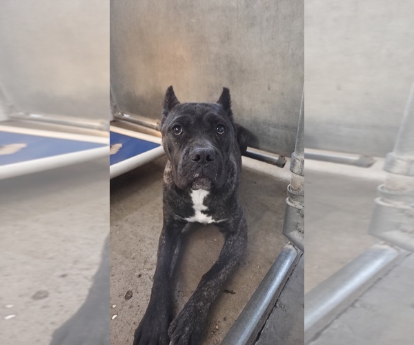 Medium Photo #1 America Bandogge Mastiff Puppy For Sale in MORRIS, IL, USA