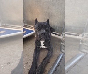 America Bandogge Mastiff Dogs for adoption in MORRIS, IL, USA