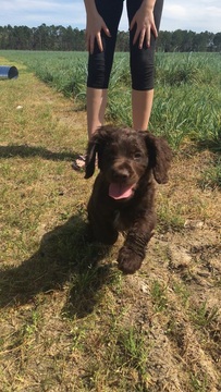 View Ad: Boykin Spaniel Puppy for Sale near Georgia ...