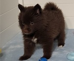 Small Photo #27 Pomsky Puppy For Sale in RAMONA, CA, USA