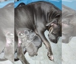 Small Photo #18 American Bully Puppy For Sale in EDON, OH, USA