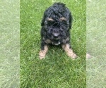 Small Photo #9 Aussiedoodle Miniature  Puppy For Sale in COMMERCE, MI, USA