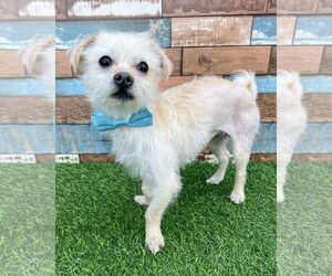 Mutt Dogs for adoption in Corona, CA, USA