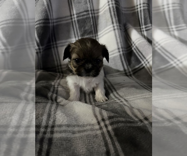 Medium Photo #4 Shih Tzu Puppy For Sale in GLENDALE HEIGHTS, IL, USA