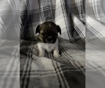 Small Photo #15 Shih Tzu Puppy For Sale in GLENDALE HEIGHTS, IL, USA