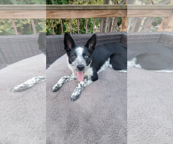Medium Photo #5 Mutt Puppy For Sale in Sandy, UT, USA