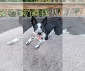 Ancel Adams - Male Mutt Dog for Adoption - Photo #5