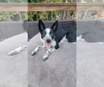Small Photo #5 Mutt Puppy For Sale in Sandy, UT, USA