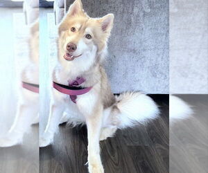 Siberian Husky Dogs for adoption in Severn, MD, USA