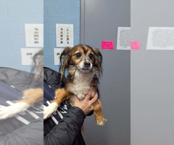 Medium Photo #1 Papillon Puppy For Sale in Evansville, IN, USA