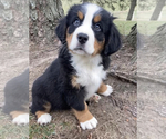 Puppy 5 Bernese Mountain Dog