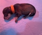 Small Photo #6 Schnauzer (Miniature) Puppy For Sale in RICHLAND, WA, USA