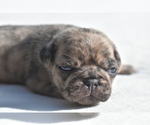 Small #1 Pug