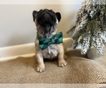 Small Photo #5 French Bulldog Puppy For Sale in ANN ARBOR, MI, USA