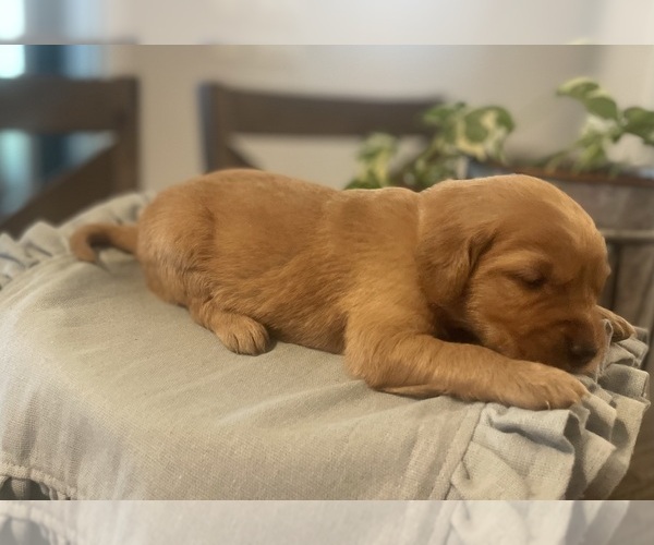 Medium Photo #10 Golden Retriever Puppy For Sale in BUFFALO, MO, USA