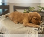 Puppy White Girl Golden Retriever