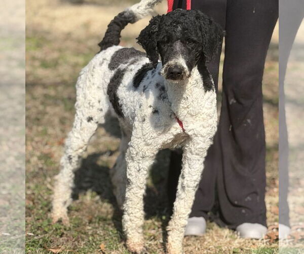 Medium Photo #1 Poodle (Standard)-Unknown Mix Puppy For Sale in Yardley, PA, USA