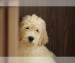 Image preview for Ad Listing. Nickname: Litter of 5