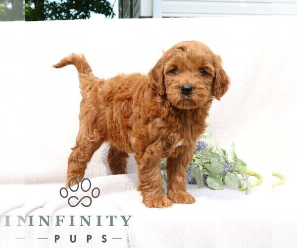 Medium Photo #5 Goldendoodle (Miniature) Puppy For Sale in EPHRATA, PA, USA