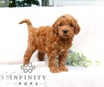 Small #4 Goldendoodle (Miniature)