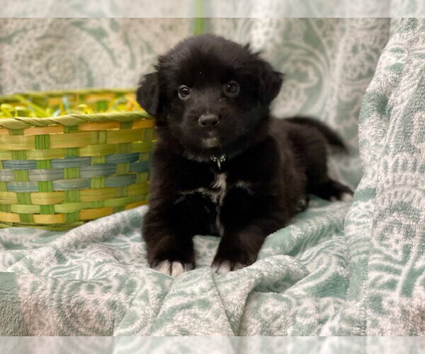 Medium Photo #2 Labrador Retriever-Unknown Mix Puppy For Sale in Duluth, MN, USA