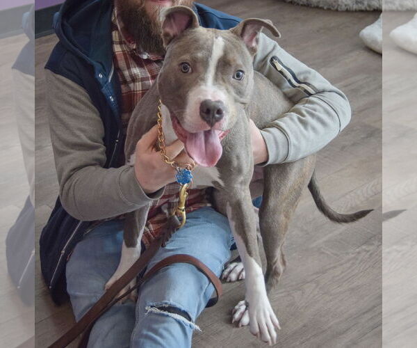 Medium Photo #3 American Staffordshire Terrier-Unknown Mix Puppy For Sale in Huntley, IL, USA