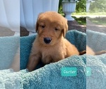 Small #4 Golden Retriever