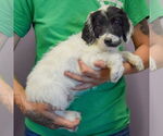 Small #1 Spaniel Mix