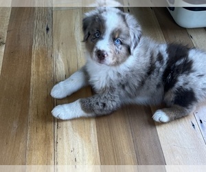 Australian Shepherd Puppy for sale in ABINGDON, VA, USA