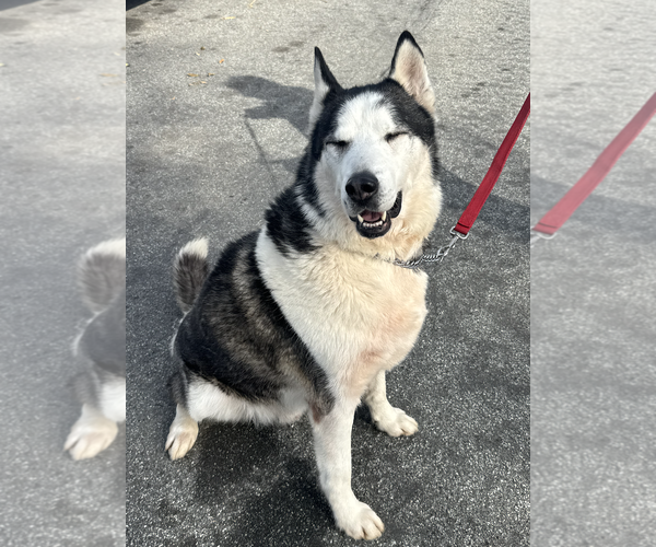 Medium Photo #8 Siberian Husky Puppy For Sale in Newport Beach, CA, USA