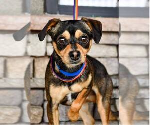 Chihuahua-Unknown Mix Dogs for adoption in Bellingham, WA, USA