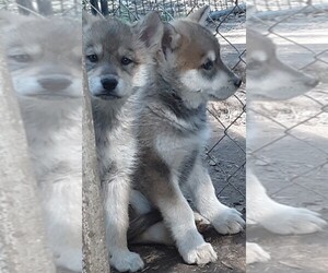 Alaskan Malamute-Wolf Hybrid Mix Puppy for sale in GRANBURY, TX, USA