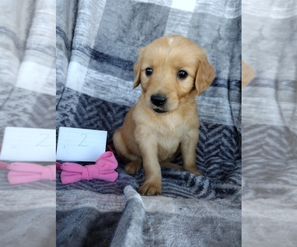 Medium Photo #1 Golden Retriever Puppy For Sale in PEMBROKE, KY, USA