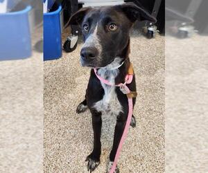Labrador Retriever-Unknown Mix Dogs for adoption in Pueblo, CO, USA