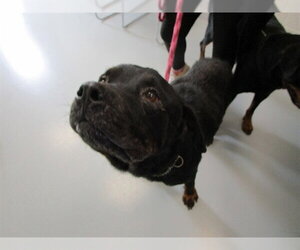 Rottweiler Dogs for adoption in Ocala, FL, USA