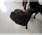 Small Rottweiler