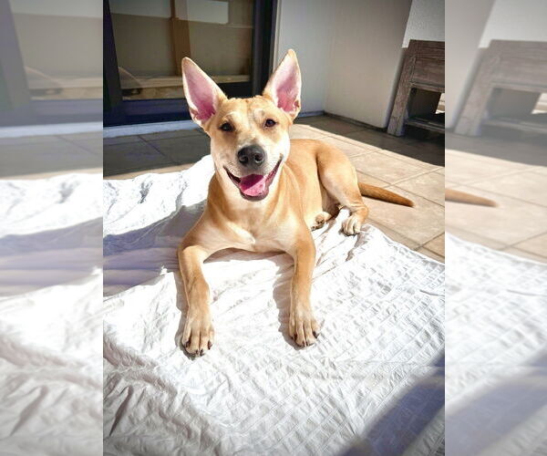 Medium Photo #2 Mutt Puppy For Sale in Dana Point, CA, USA