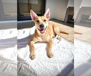 Foxy - Female Carolina Dog-Unknown Mix Dog for Adoption - Photo #2