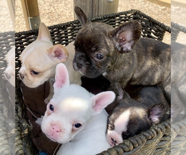 Medium Photo #28 French Bulldog Puppy For Sale in EUGENE, OR, USA