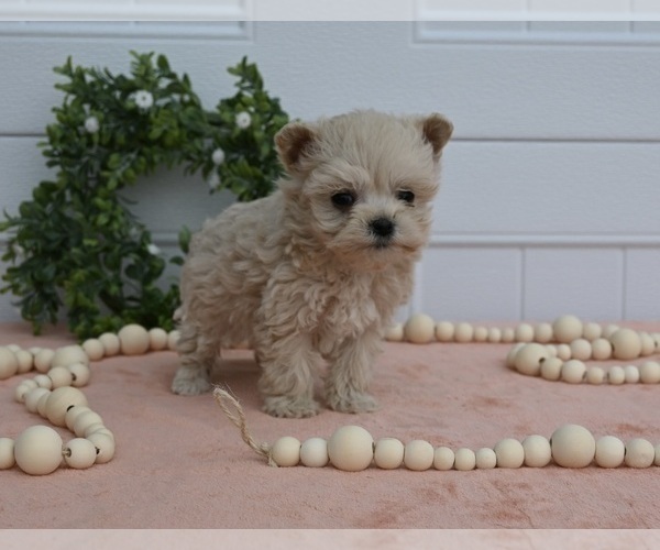 Medium Photo #2 Maltipoo Puppy For Sale in HOLMESVILLE, OH, USA