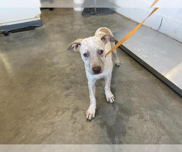 Medium Photo #1 American Pit Bull Terrier-Unknown Mix Puppy For Sale in Corona, CA, USA