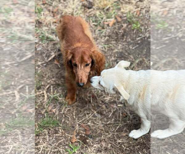 Medium Photo #9 Dachshund Puppy For Sale in Gulfport, MI, USA