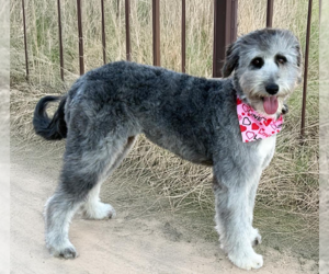 Poodle (Miniature)-Unknown Mix Dogs for adoption in Cranston, RI, USA