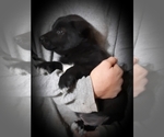 Small Photo #7 Border Collie-Norwegian Elkhound Mix Puppy For Sale in CHATFIELD, MN, USA