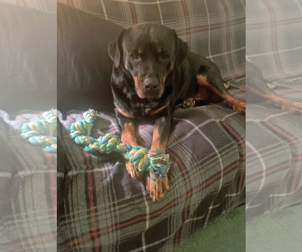 Medium Photo #8 Rottweiler-Unknown Mix Puppy For Sale in White Hall, AR, USA